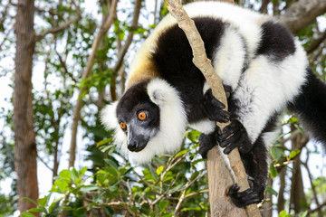 black-and-white ruffed lemur, lemur island, andasibe © hakoar