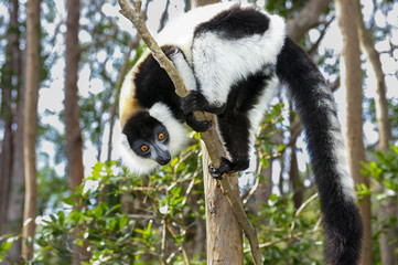 black-and-white ruffed lemur, lemur island, andasibe