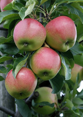 Red apples on the tree