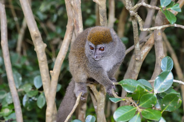 grey bamboo lemur, lemur island, andasibe
