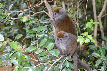 grey bamboo lemur, lemur island, andasibe