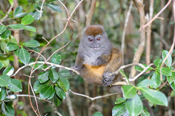 grey bamboo lemur, lemur island, andasibe