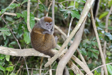 grey bamboo lemur, lemur island, andasibe