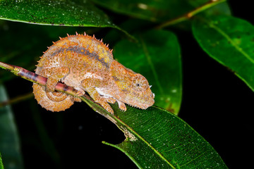 short-horned chameleon, andasibe