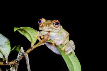 guibe's warty treefrog, andasibe