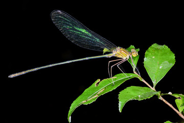 iridescent damselfly, andasibe
