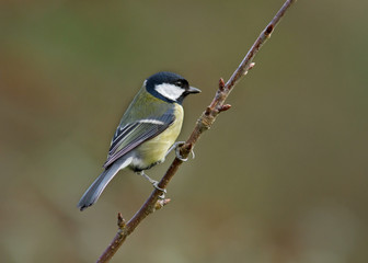Great Tit