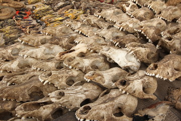 Voodoo Utensilien, Tierschädel am Fetisch Markt in Togo, Afrika