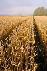 landscape with wheat field and summer end mist