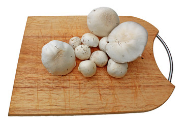frisch gepflückte pilze