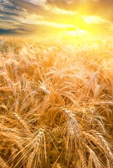 wheat field at the morning