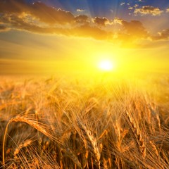 wheat field in a rays of sun