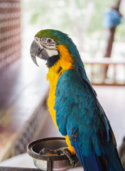 macaw