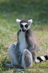 Lemur sat down on the grass