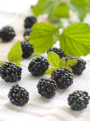 fresh blackberry