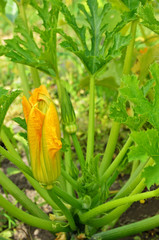 Flower of the zucchini plant