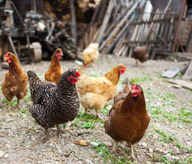 Free range chicken