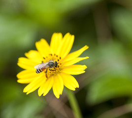 bee on the yellow flower