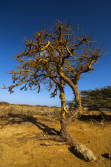 Twisted Tree