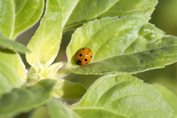 little cute ladybug