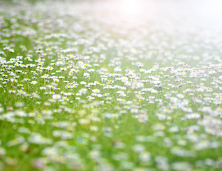 Obraz na płótnie Canvas Daisy flowers field