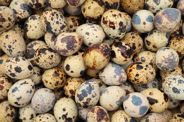 Obraz premium Quail eggs