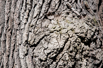 bark background