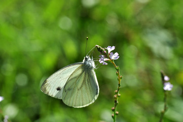 Papillon