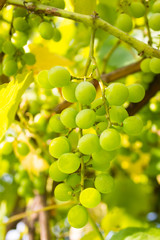 Green grapes