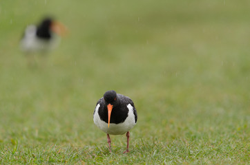 Austernfischer, Eurasian oystercatcher, Haematopus ostralegus