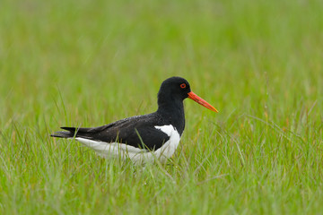 Austernfischer, Eurasian oystercatcher, Haematopus ostralegus