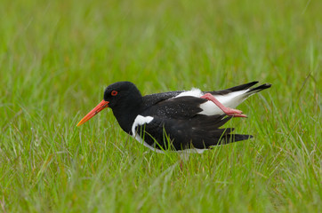 Austernfischer, Eurasian oystercatcher, Haematopus ostralegus