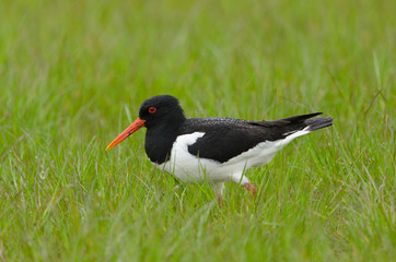 Austernfischer, Eurasian oystercatcher, Haematopus ostralegus