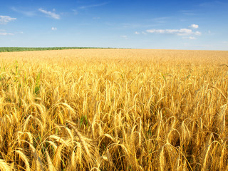 Wheat field against a blue sky