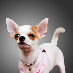 Chihuahua dog