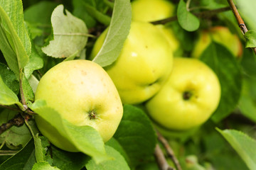 Yellow apples in tree