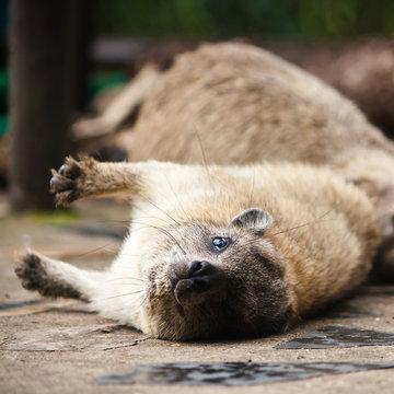 Rock hyrax