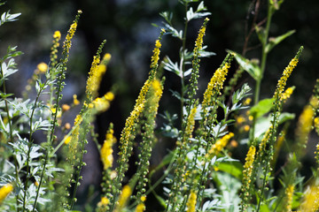 The background of flowers.