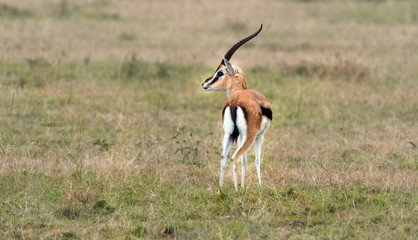 Thomson's Gazelle