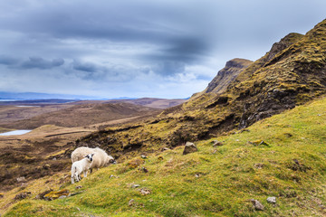 Sheep grazing in the highlands