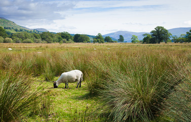 Sheep grazing on marshy plain between Loch Tay and confluence of