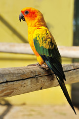 Tropical yellow parrot with green wings,
