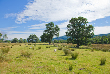 Sheep grazing on marshy plain between Loch Tay and confluence of
