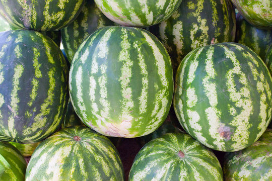 Watermelons in the market.