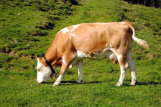 white and brown cow in a green grass meadow