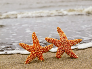 Two Orange Starfish on the Shoreline with Waves in the Backgroun