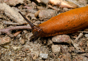 rare red slug, head macro