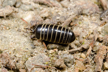 millipede glomeris marginata macro, sand path