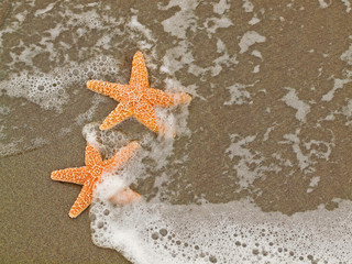 Fototapeta na wymiar Two Starfish on the Shoreline with Waves