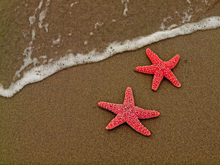 Two Red Starfish on the Shoreline with Waves